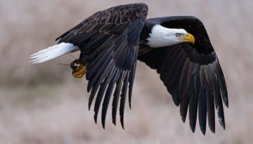 When God Stirs the Nest: Embracing New Seasons with Faith